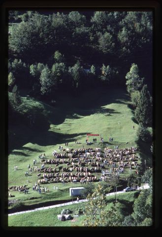 Fiera bovina di Valtorta