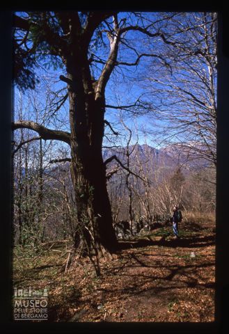 Albero spoglio