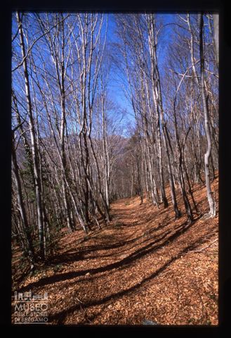 Il sentiero tra Bosco Fuori e Dossena