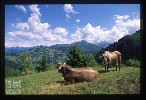Mucche al pascolo sul Monte Gioco