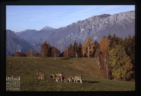 Pascolo sui colli nei pressi di Dossena