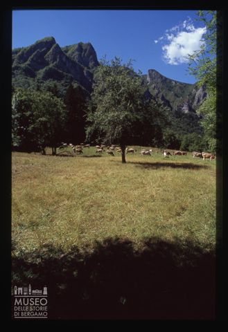 Pascolo nel Cantone San Francesco