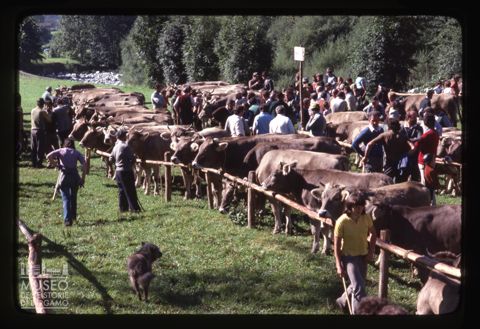 Mostra zootecnica bovina di Branzi