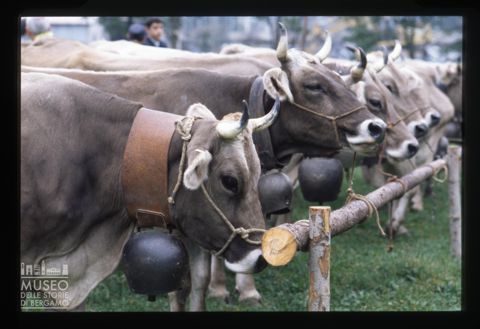 Mostra zootecnica bovina di Branzi