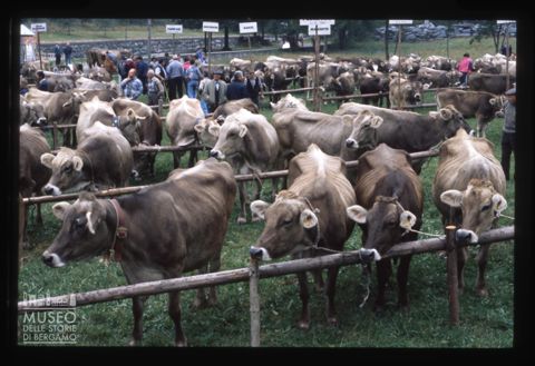 Mostra zootecnica bovina di Branzi
