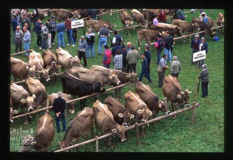 Mostra zootecnica bovina di Branzi
