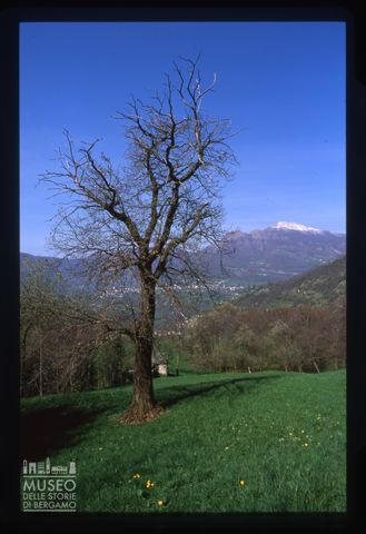 Paesaggio con albero