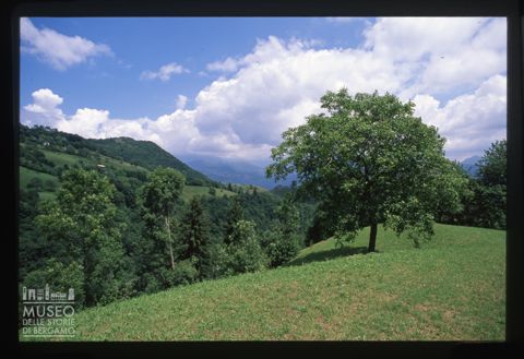 Paesaggio con albero