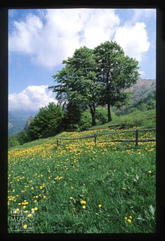 Paesaggio con albero