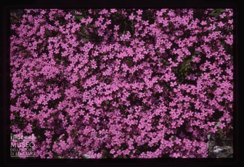 Fiori