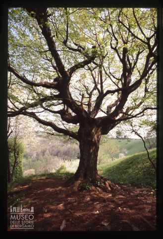 Albero