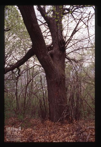 Albero