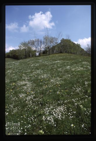 Collina in fiore