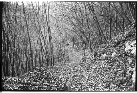 Zona boschiva in Valle Imagna