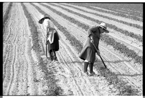 Delta del Po, lavoro nei campi