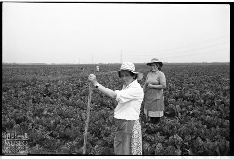 Delta del Po, lavoro nei campi
