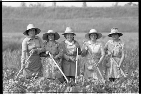 Delta del Po, la coltivazione dei campi