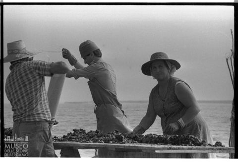 Delta del Po, Sacca di Scardovari, la raccolta dei molluschi