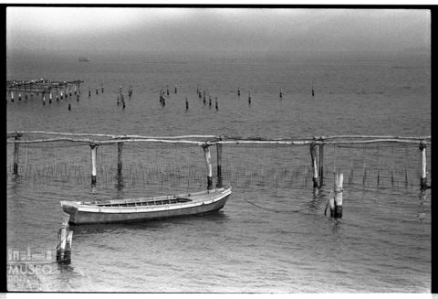 Delta del Po, Sacca di Scardovari