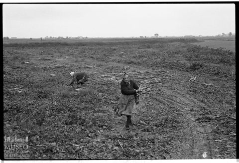 Delta del Po, la raccolta della legna