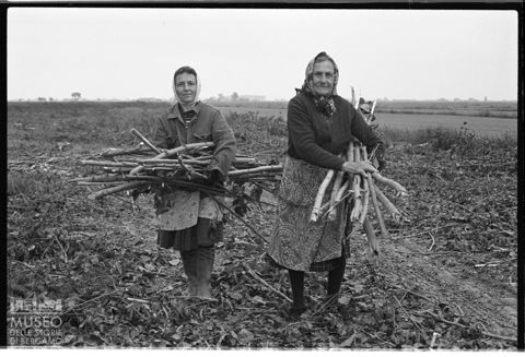 Delta del Po, la raccolta della legna