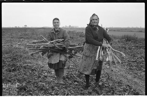 Delta del Po, la raccolta della legna