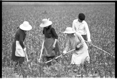 Delta del Po, la coltivazione dei campi