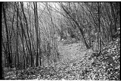 Zona boschiva in Valle Imagna