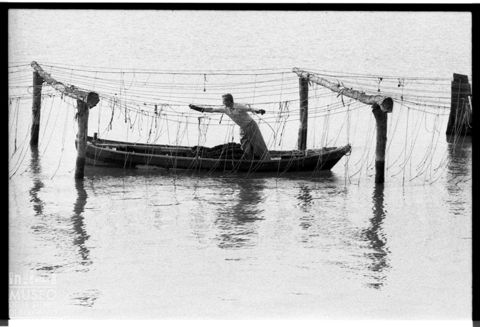 Delta del Po, la mitilicoltura