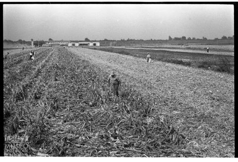 Delta del Po, un campo di stoppie