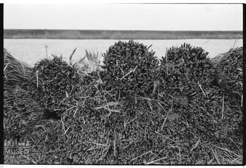 Delta del Po, la canna palustre