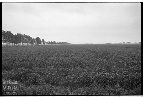Delta del Po, campo coltivato