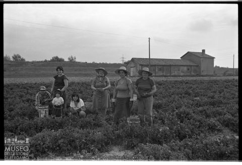 Delta del Po, coltivazioni di pomodoro
