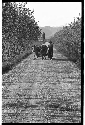 Scena di vita contadina