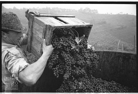 La vendemmia a Pontida