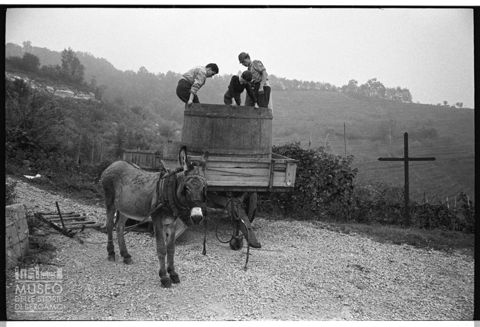 La vendemmia