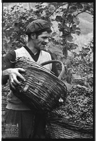 La vendemmia
