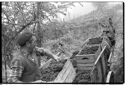 La vendemmia
