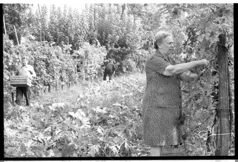 La vendemmia