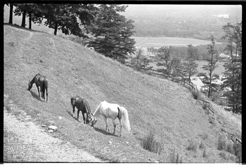 Cavalli al pascolo nel Parco del Ticino