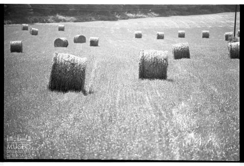 Campo nella Valle del Ticino