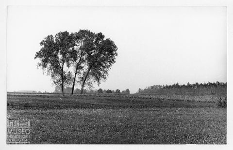 Paesaggio rurale con alberi