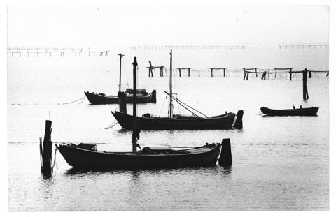 Delta del Po, la mitilicoltura nella Sacca di Scardovari