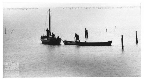 Delta del Po, la mitilicoltura nella Sacca di Scardovari
