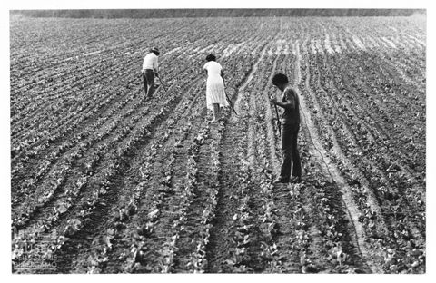Delta del Po, le coltivazioni di barbabietola da zucchero