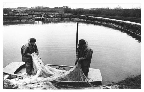 Delta del Po, l'allevamento del pesce in Valle Bagliona