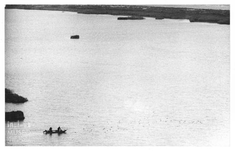 Delta del Po, la caccia alle anatre