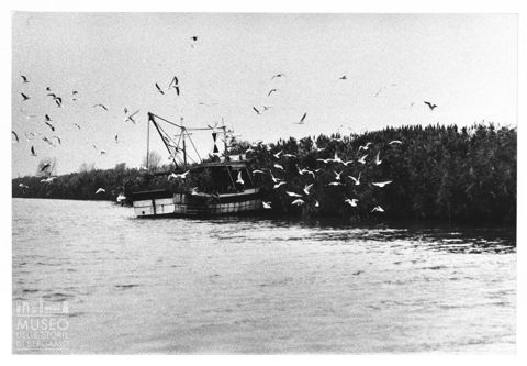 Delta del Po, gabbiani in volo
