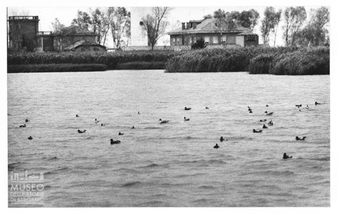 Delta del Po, paesaggio lagunare con anatre