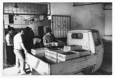 Delta del Po, mercato ittico di Pila